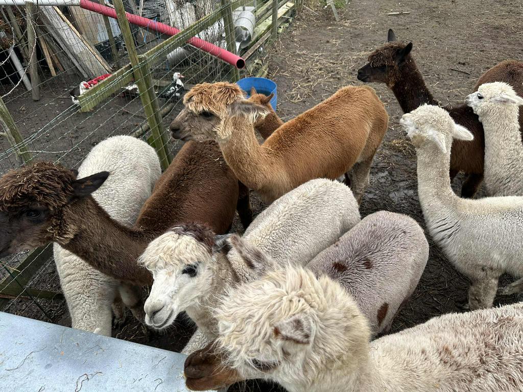 Kudde alpacas te koop (diverse kleuren), Dieren en Toebehoren, Meerdere dieren, 3 tot 5 jaar