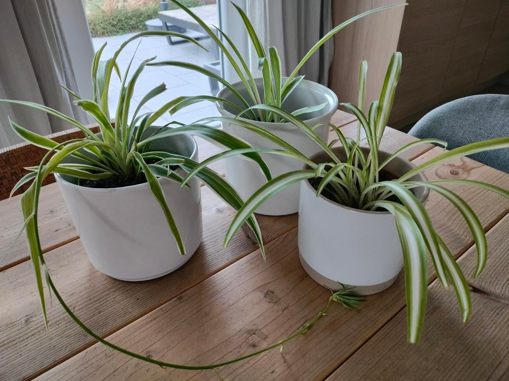 Chlorophytum of graslelie, 3 stuks Luchtzuiverend, Enlèvement, Ombre partielle