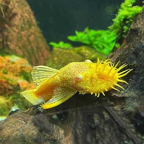 Levering kan! Albino pleco’s bristlenose algeneters aquarium, Animaux & Accessoires, Poissons | Poissons d'aquarium, Poisson d'eau douce