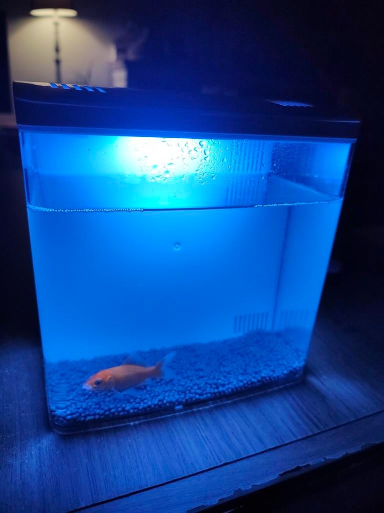 Aquarium USB avec filtre plusieurs couleur et poisson rouge, Animaux & Accessoires