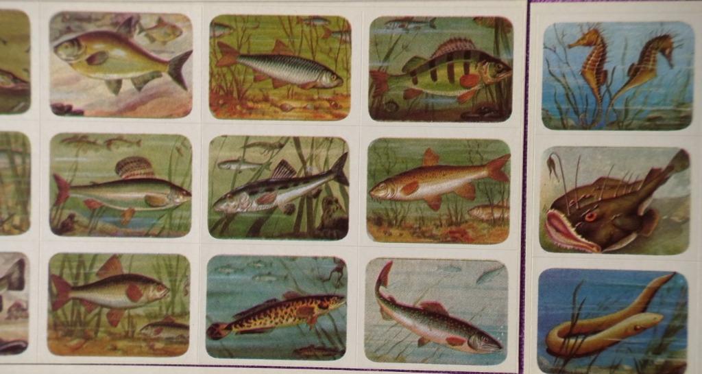 oude miniatuur prenten, Verzamelen, Foto's en Prenten, Ophalen, Zo goed als nieuw, Natuur, Prent