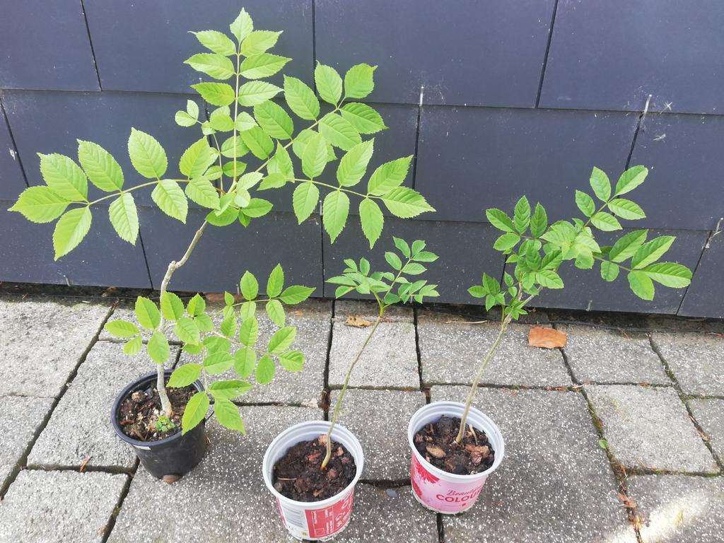 Echange ou vend frênes, Jardin & Terrasse, Plantes | Arbres, En pot, Enlèvement