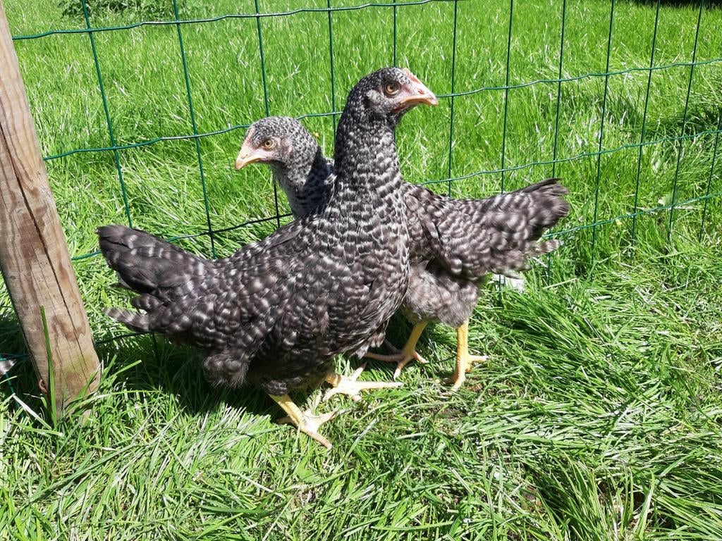 Kippen koekoek jonge hennen beschikbaar, Dieren en Toebehoren, Vrouwelijk, Kip