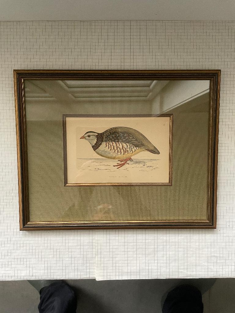 Gravure de 1880 d’un oiseau gibier Barbary Partridge, Enlèvement