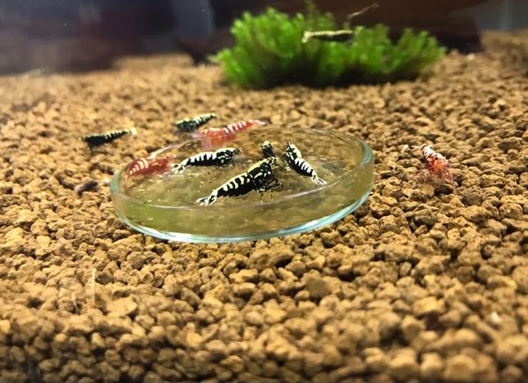 Coupelle de Nourrissage verre pour aquarium crevettes, Neuf, Autres types
