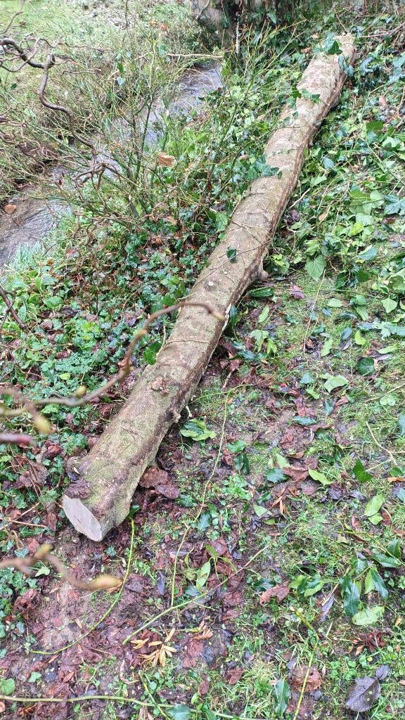 Bois rare. Tronc de houx pour ébénisterie, tournage, Enlèvement