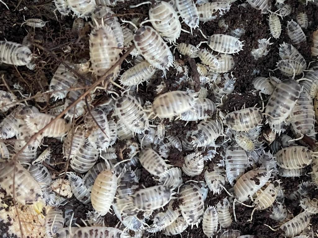 Cloportes « vache laitière » de Porcellio Laevis, Amphibien