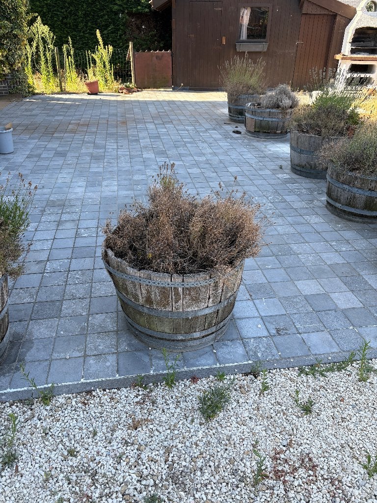 Plant met bak, Enlèvement, Plante fixe, Autres espèces, Plein soleil