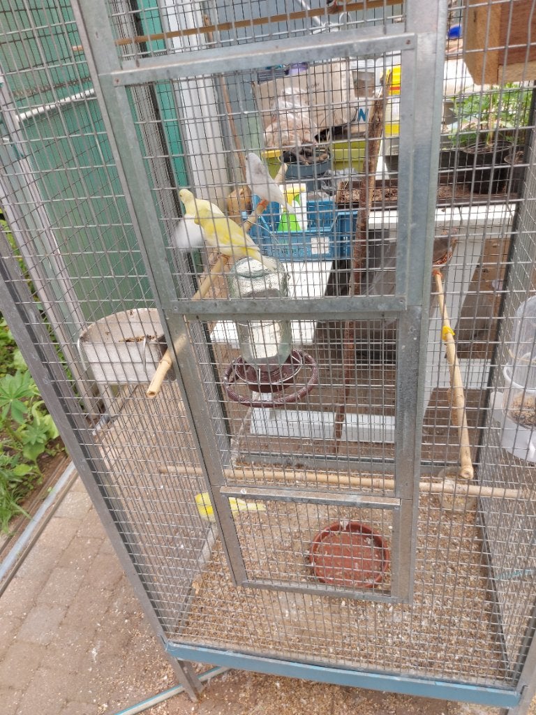 Kanaries, Dieren en Toebehoren, Zangkanarie