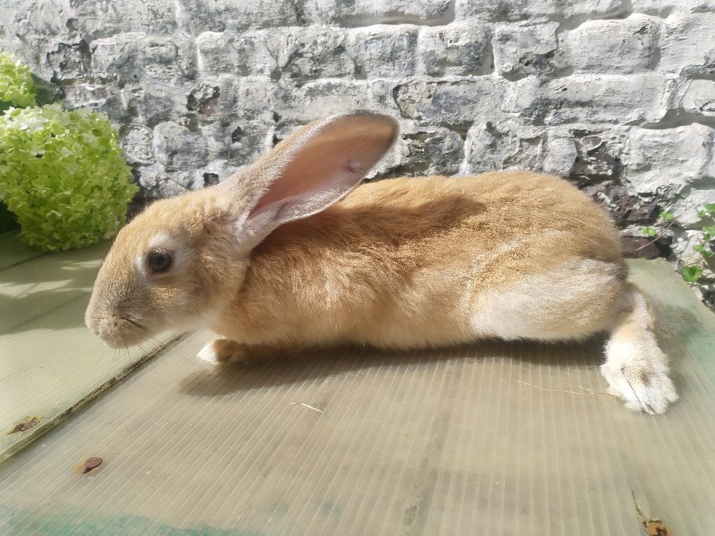 Lapin
