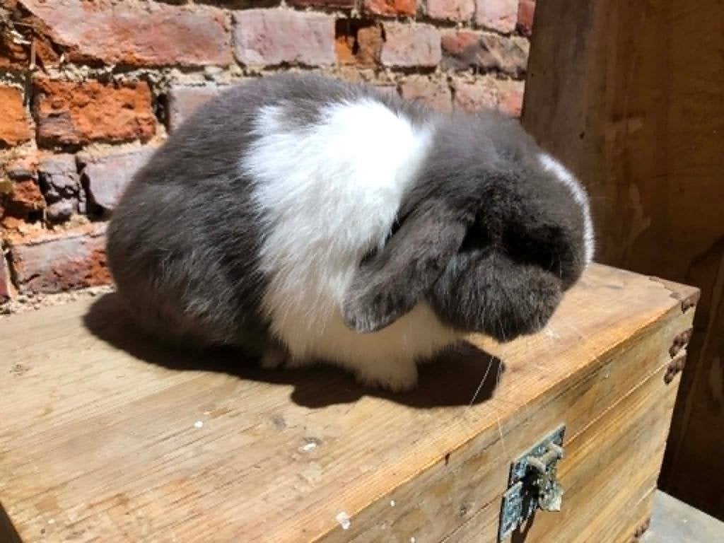 Minilopjes (dwerghangoor konijntjes), Dieren en Toebehoren, Konijnen, Meerdere dieren, Dwerg, Hangoor, 0 tot 2 jaar