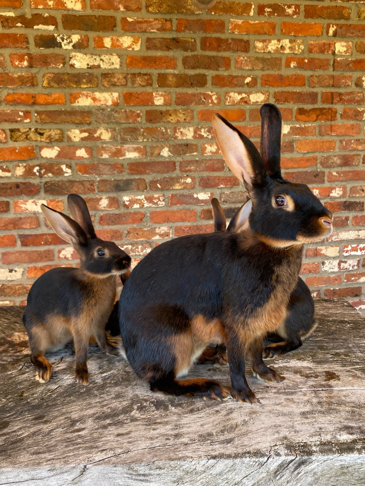 Belgische hazen kleurslag black and tan, Meerdere dieren, Middelgroot, 0 tot 2 jaar