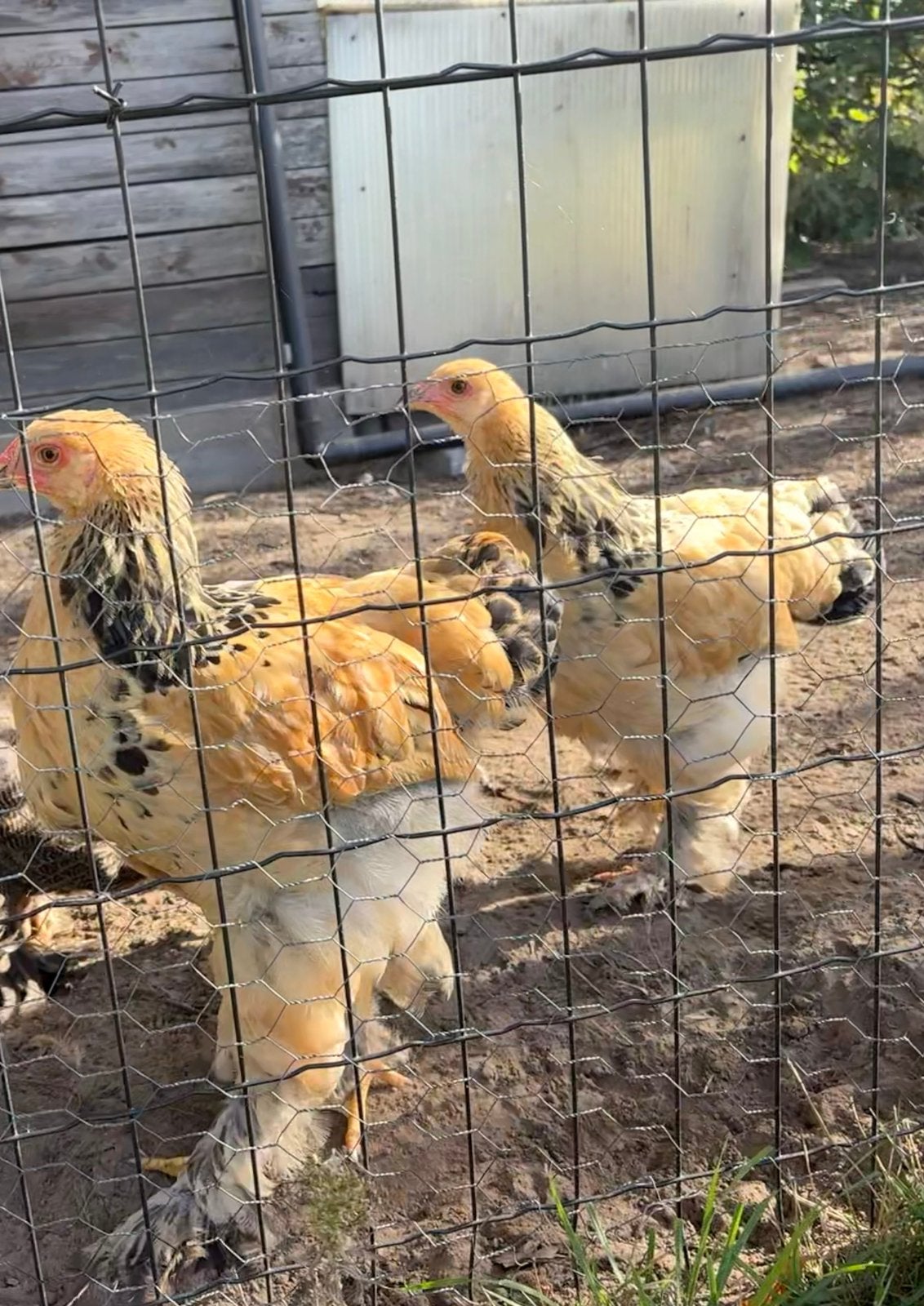 Brahma Columbia Buff, Dieren en Toebehoren, Meerdere dieren