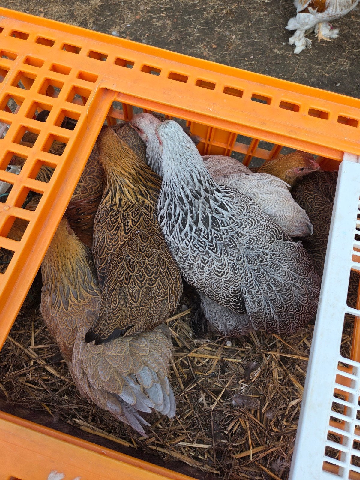 jonge brahma kriel hennen, Femelle, Poule ou poulet