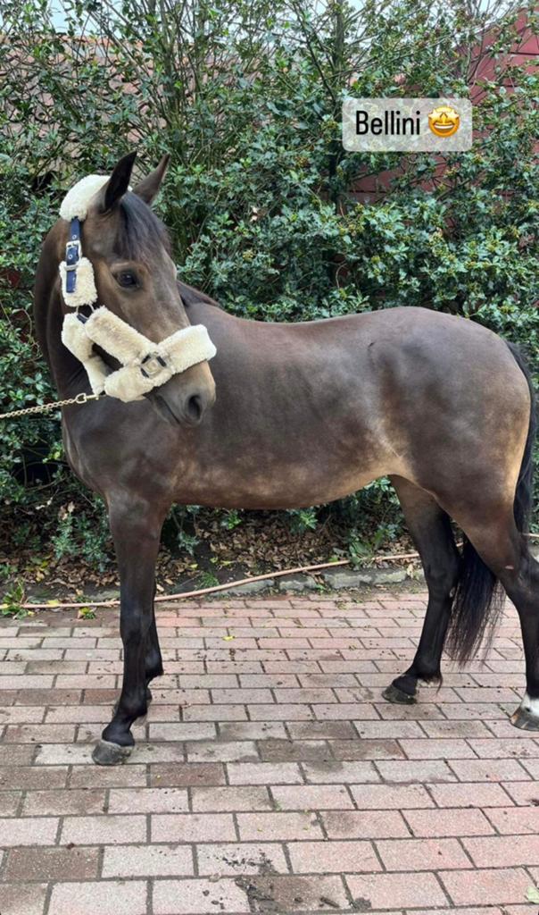 C Pony, Jument, Poney C (1.27 m à 1.37m), Poney de récréation, 7 à 10 ans