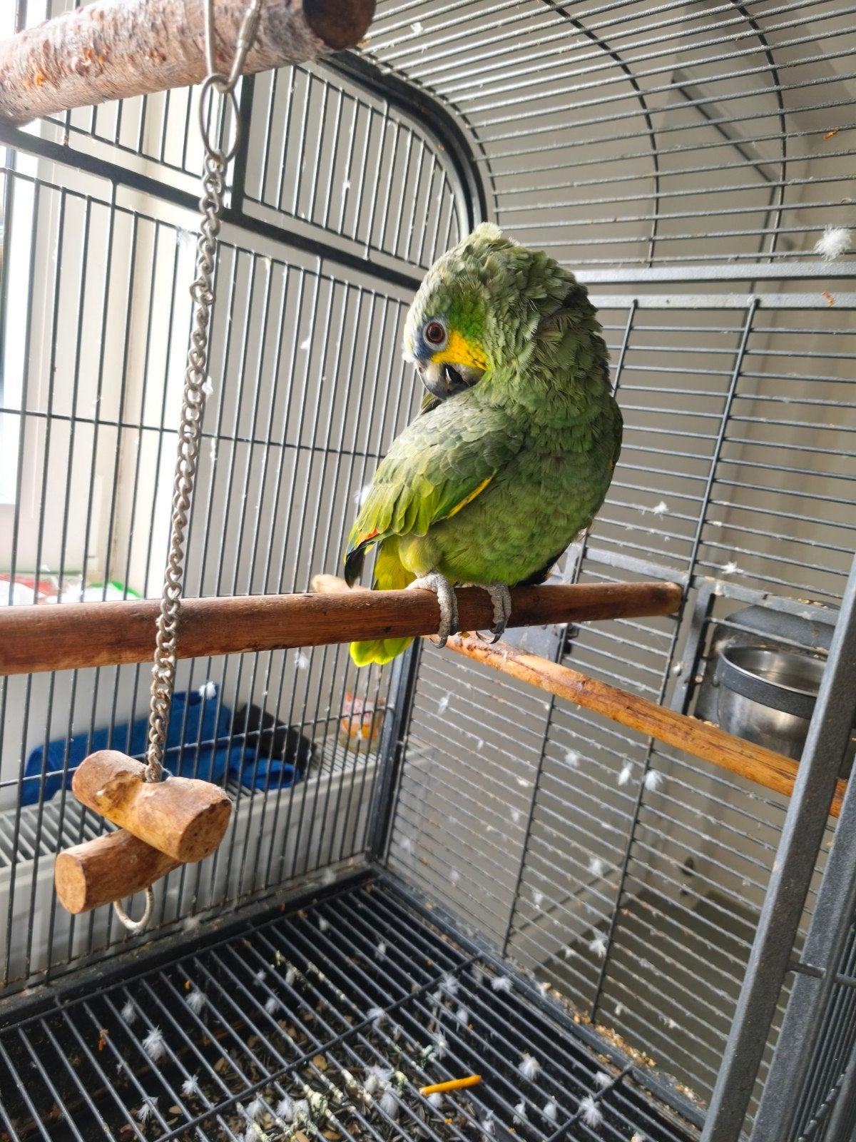 Amazon papegaai, Dieren en Toebehoren, Papegaai