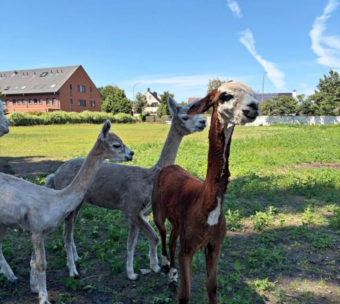 3 alpaca’s, April, Meerdere dieren