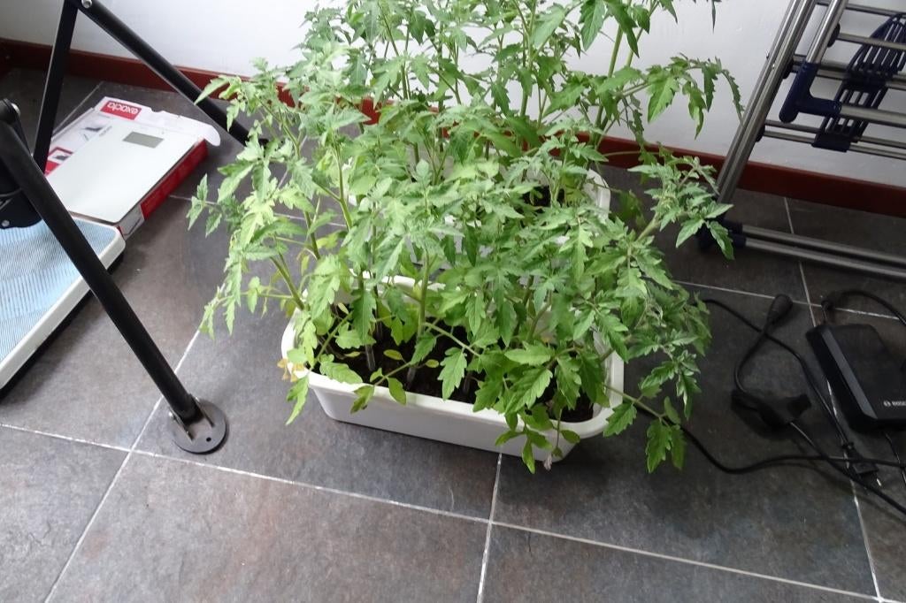 tomatenplanten, Ophalen, Eenjarig, Overige soorten