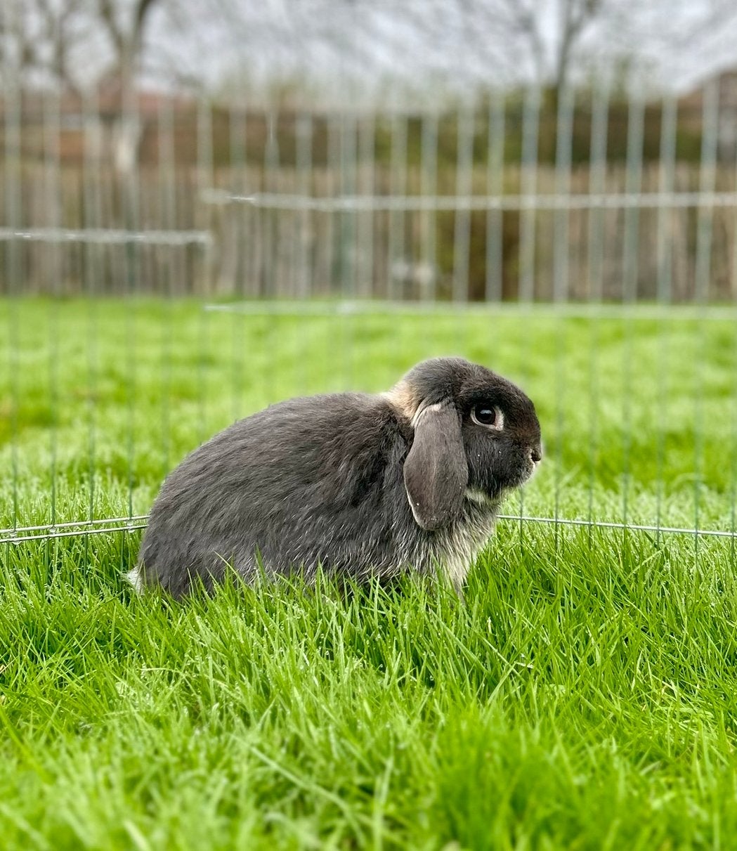 Lieve, rustige NHD ram, Dieren en Toebehoren