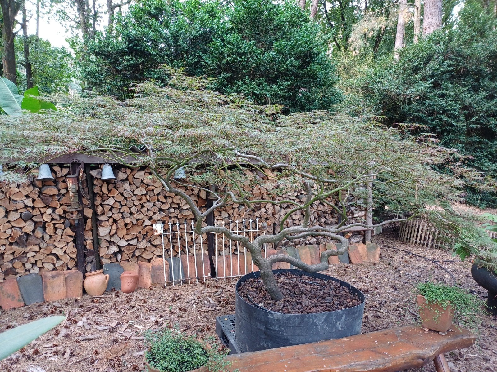 japanse esdoorn bonsai, Tuin en Terras, Ophalen