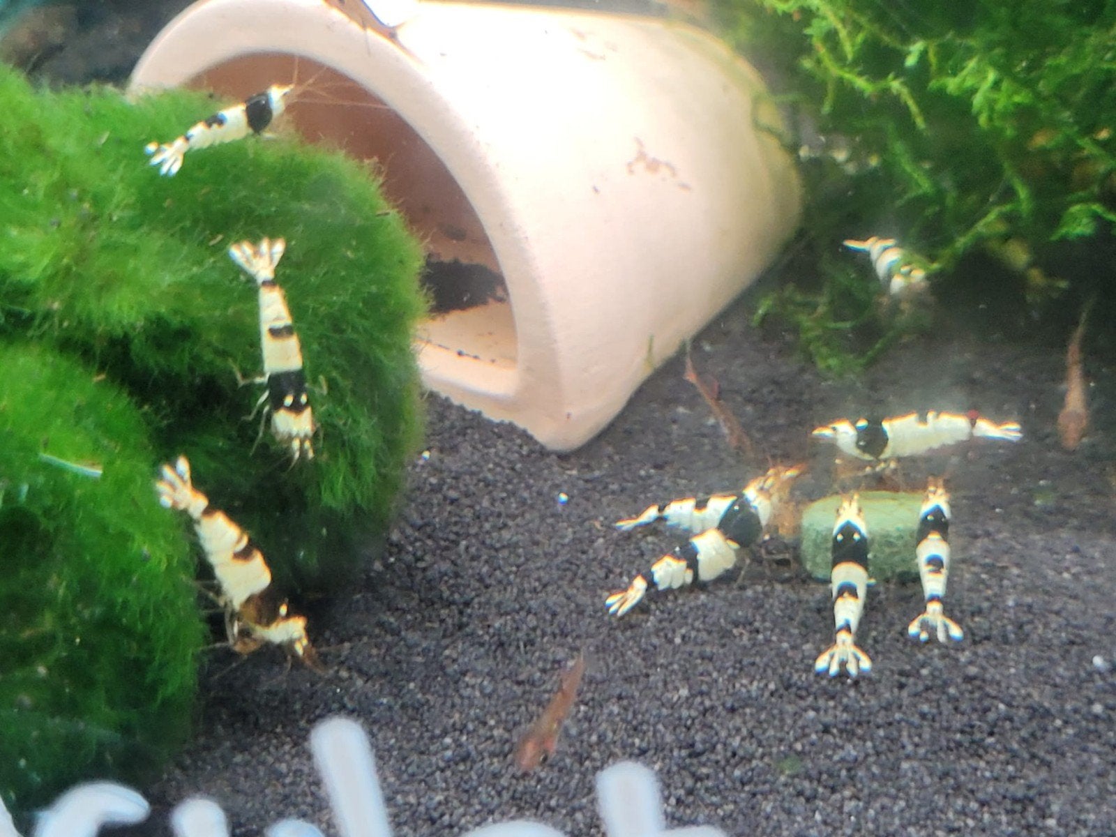 Hobbyaquarium  Crystal Black garnalen, Dieren en Toebehoren, Kreeft, Krab of Garnaal, Zoetwatervis, Schoolvis