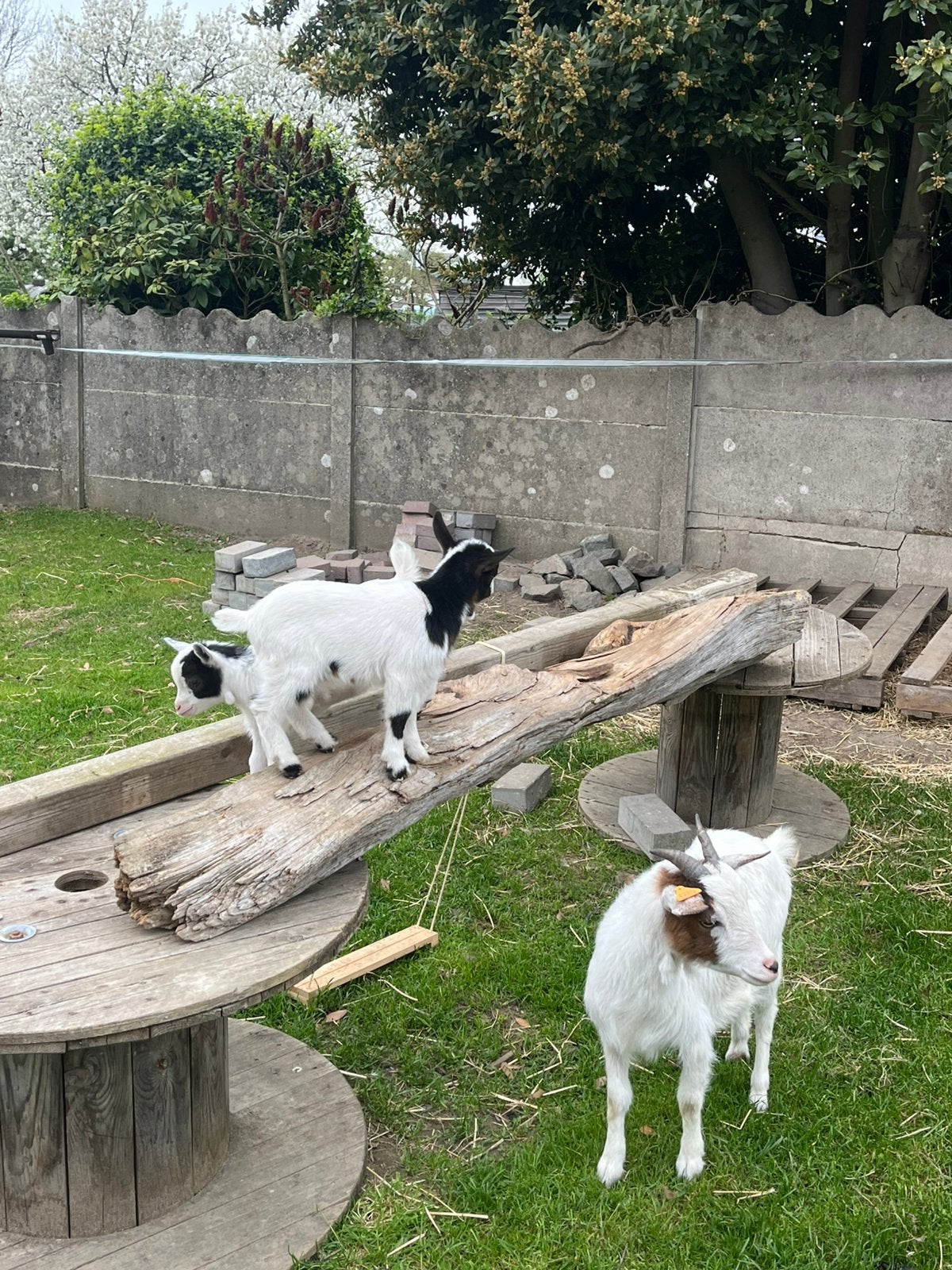 Dwerggeit miekes te koop, Dieren en Toebehoren, Schapen, Geiten en Varkens