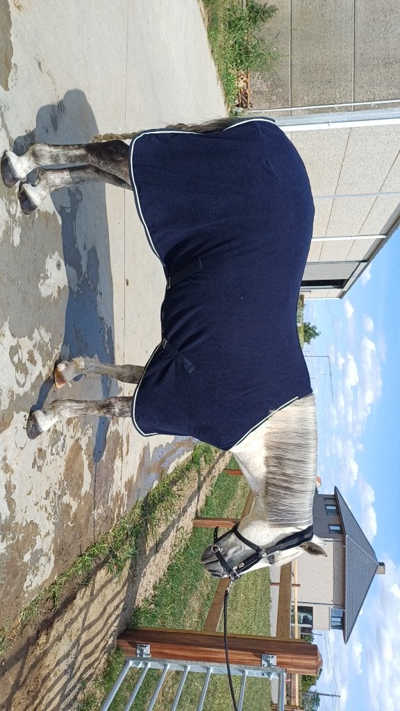 D pony, Avec puce électronique, 11 ans ou plus, Hongre, Poney D (1.37 m à 1.48m)