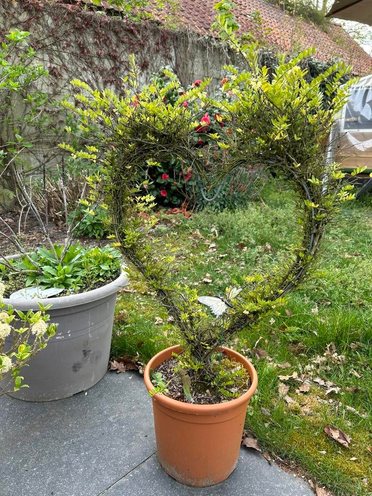 Buxus in hartjesvorm, Tuin en Terras, Ophalen, In pot, Minder dan 100 cm