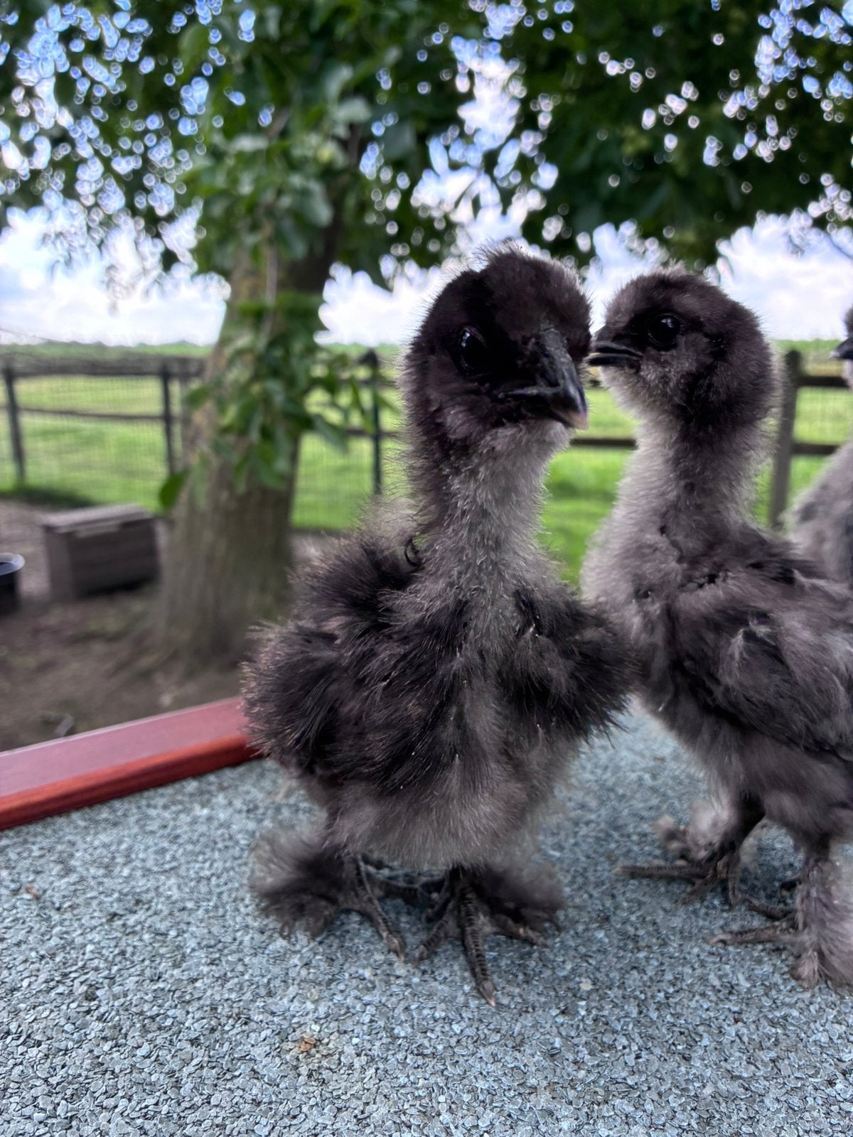 Trio usa zijdehoender, Dieren en Toebehoren, Kip