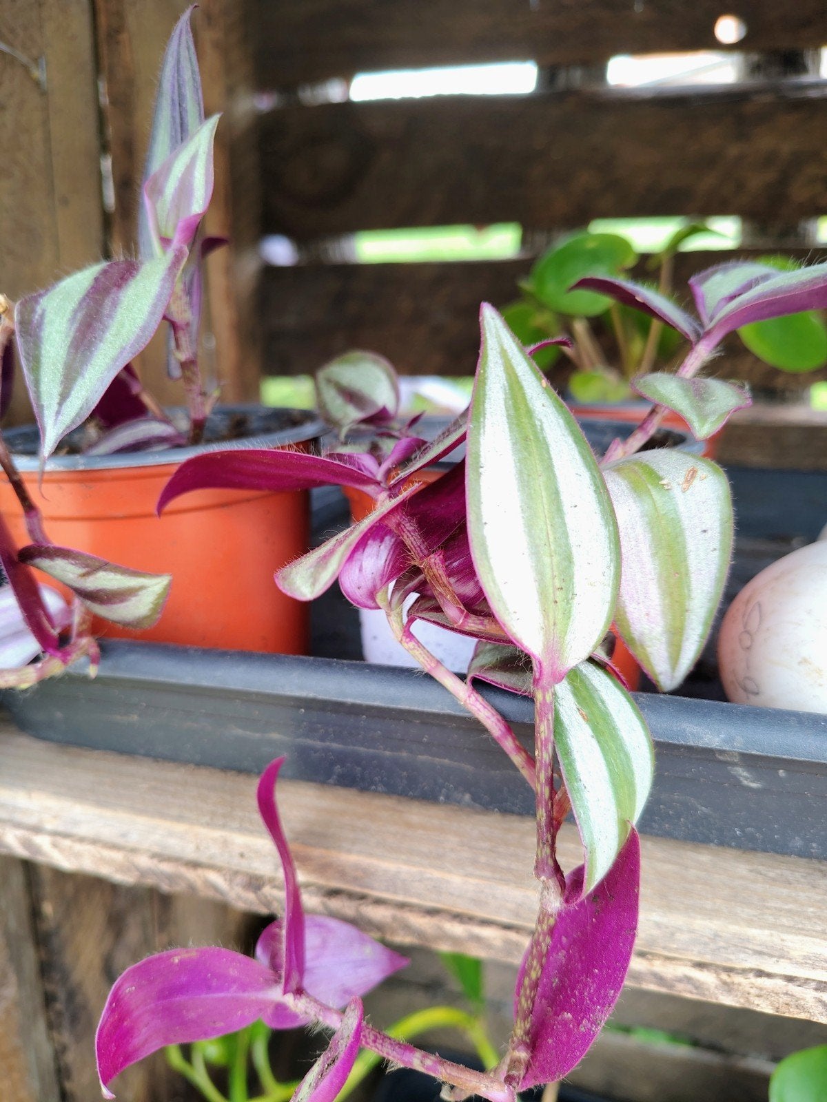 Tradescantia zebrina, Huis en Inrichting, Kamerplanten, Ophalen