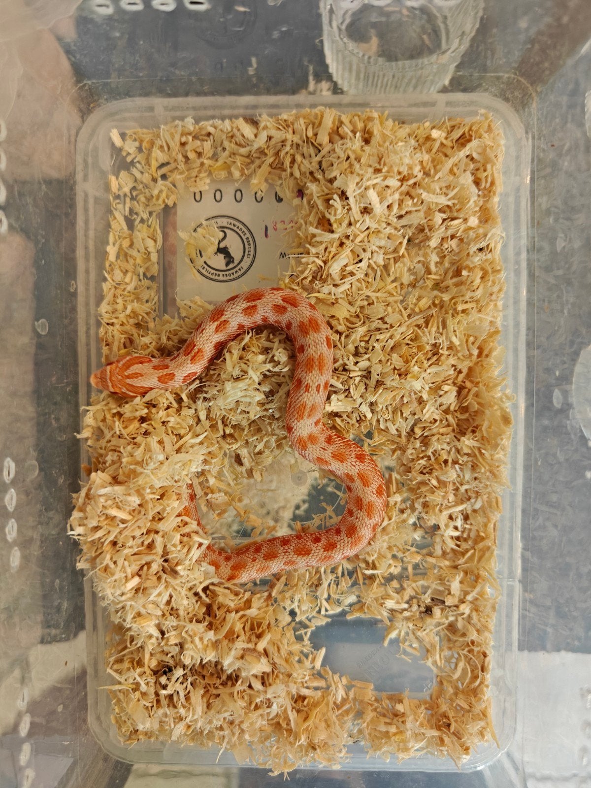 Haakneusslang albinoconda, Dieren en Toebehoren, Slang, 0 tot 2 jaar