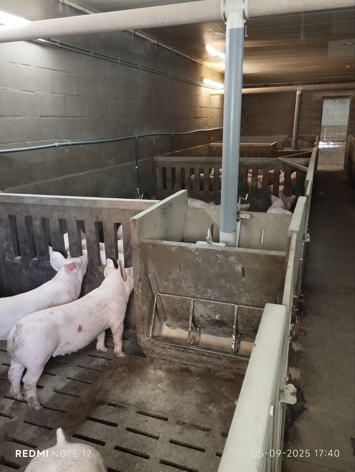 Vleesvarkens afdeling, inrichting, Dieren en Toebehoren