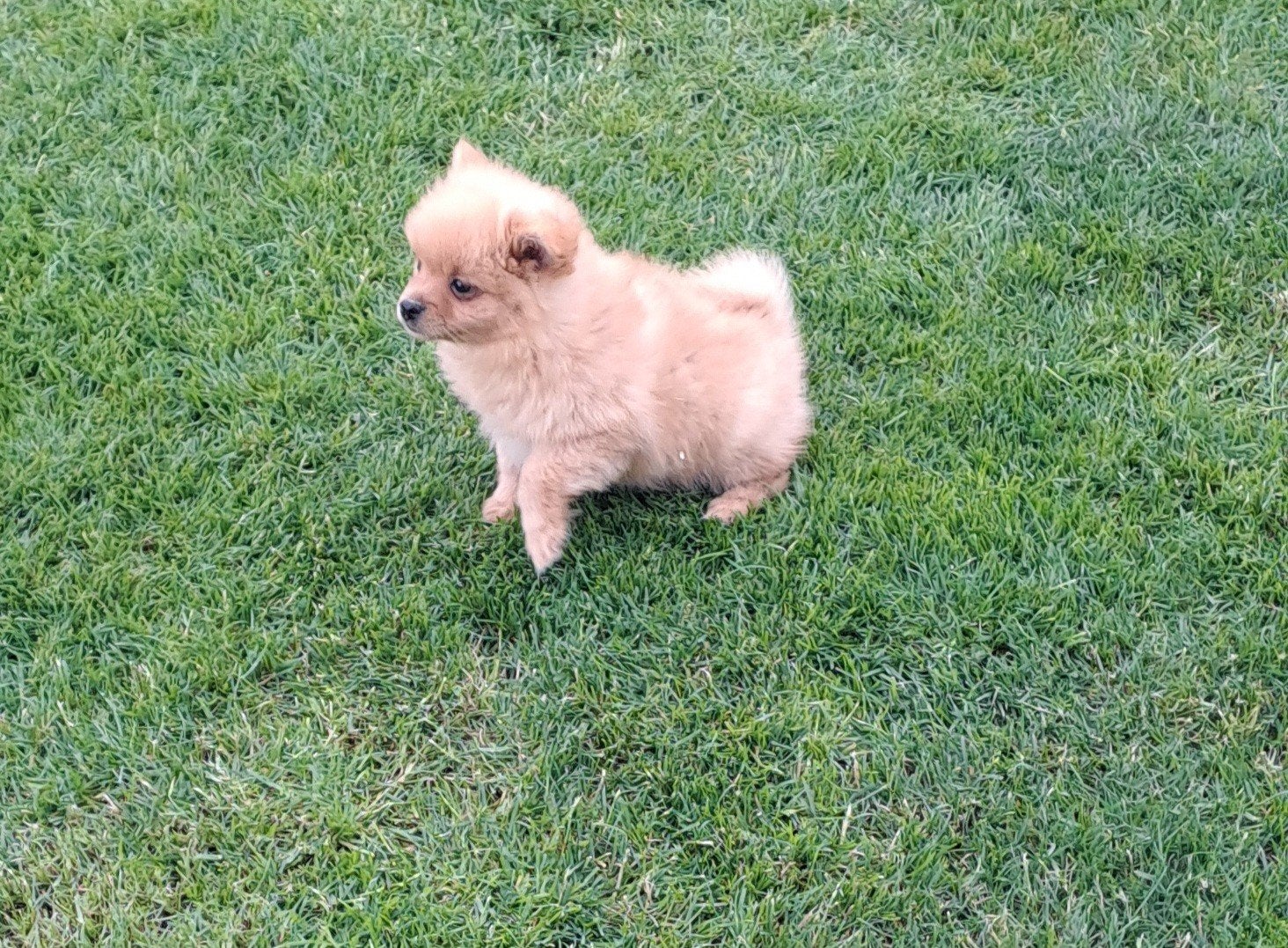 Dwergkeesjes, Parvo, België, Keeshond, 8 tot 15 weken