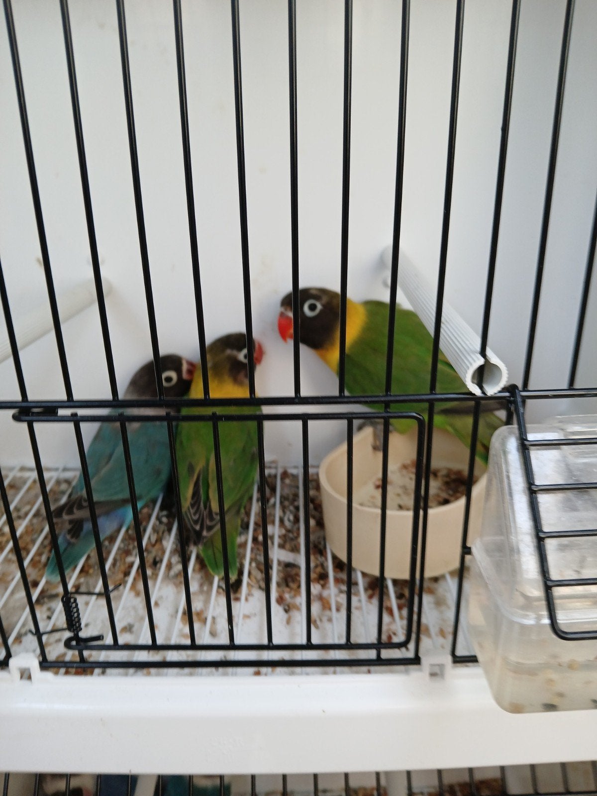 Verschillende personata.s te Koop., Dieren en Toebehoren, Vogels | Parkieten en Papegaaien