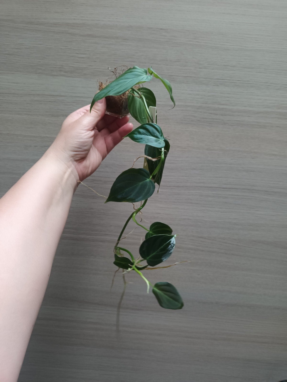 Philodendron splendid, Ophalen of Verzenden