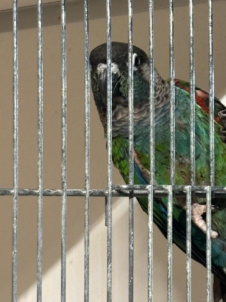 Pyrrhura lepida, Mâle, Perruche, Bagué