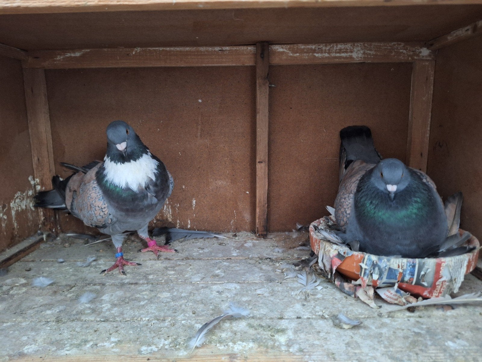 cauchois duiven tt kwaliteit, Dieren en Toebehoren, Vogels | Duiven