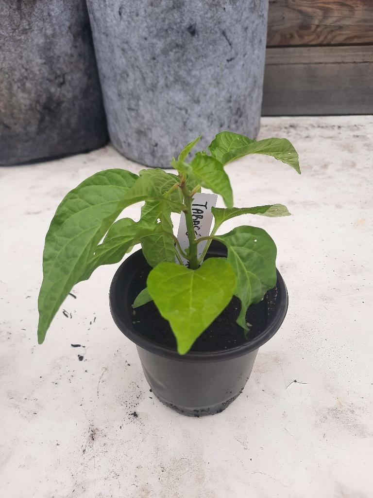 Tabasco peper plant, Tuin en Terras, Ophalen