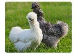 Poules pondeuses et d'ornement - 0472-51.09.71 - A 21h, Poule ou poulet