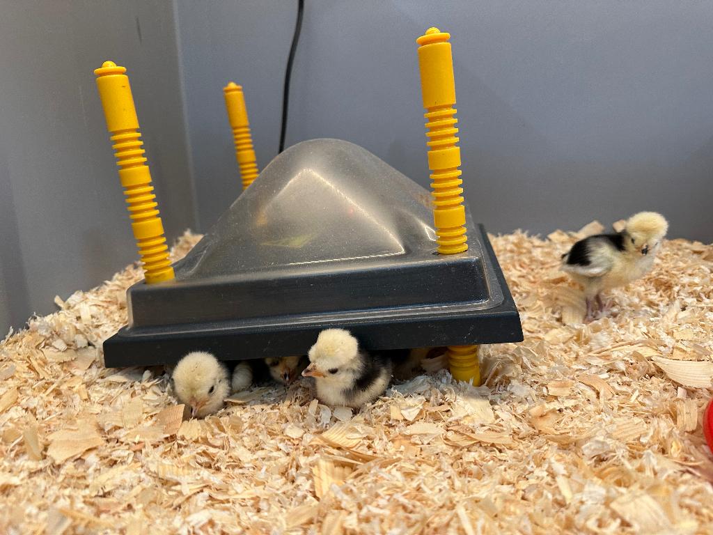 Jonge Hollandse kuifhoen kriel kuikens gesekst + ingeënt, Dieren en Toebehoren, Vrouwelijk, Kip