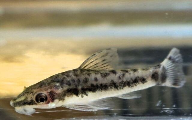 Hobbyaquarium Ottocinclus Vittatus/dwergalgeneters, Vis, Zoetwatervis, Schoolvis
