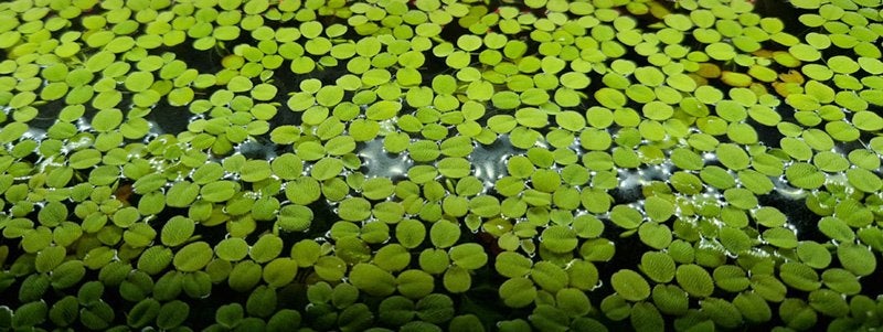 XXL portie Drijfplanten Aquarium - Salvinia Minima, Dieren en Toebehoren, Ophalen, Nieuw, Plant(en), Steen of Hout