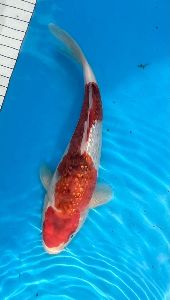 Tosai koi: Ginrin Goromo, Dieren en Toebehoren, Vissen | Vijvervissen, Karper of Koi