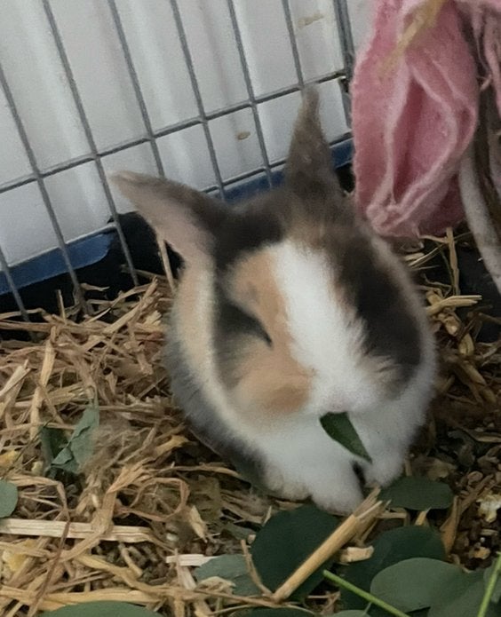 Dwergkonijntje blauwe ogen, Dieren en Toebehoren, Konijnen, Geslacht onbekend, Dwerg, 0 tot 2 jaar