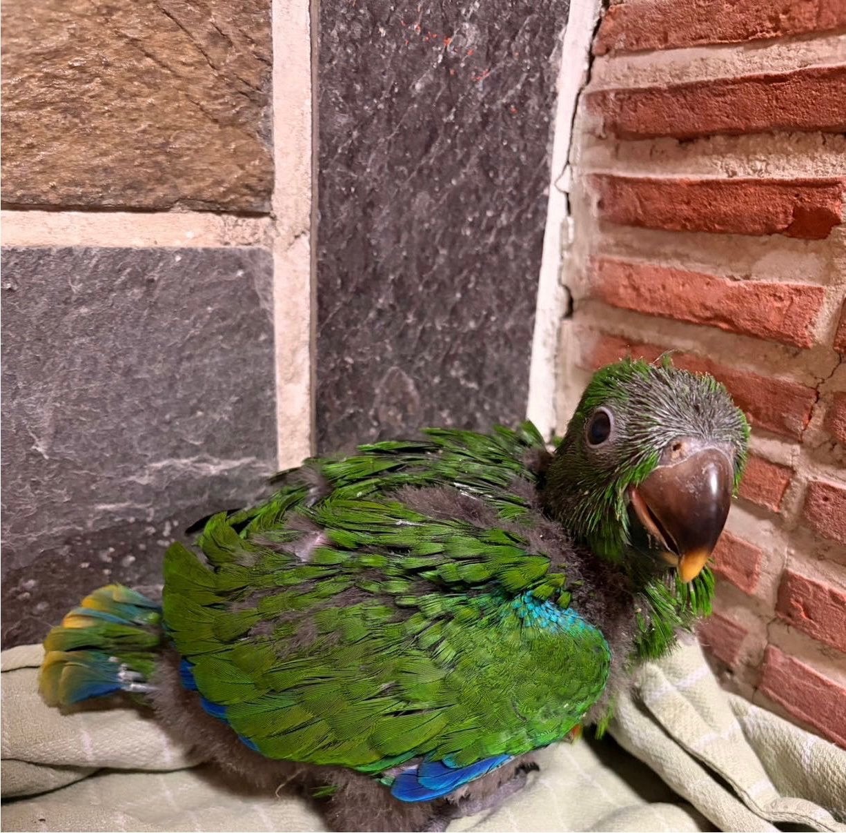Baby edelpapegaai, Dieren en Toebehoren, Mannelijk, Papegaai, Tam
