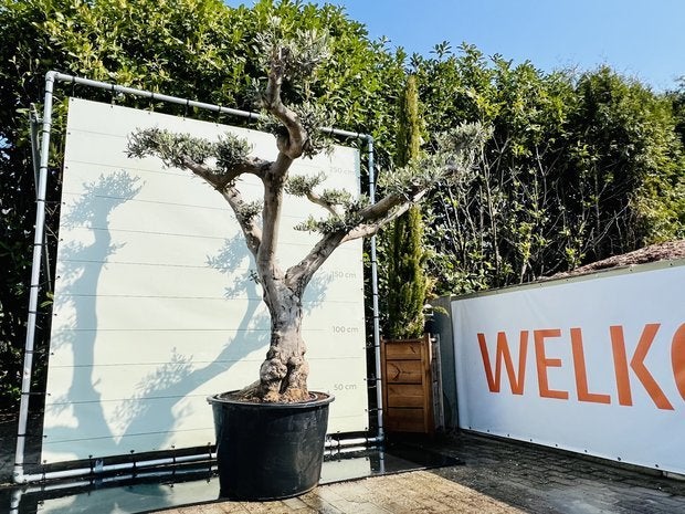 Olijfboom Pon-Pon - Olea Europea - stamomvang 80-100 cm, Tuin en Terras