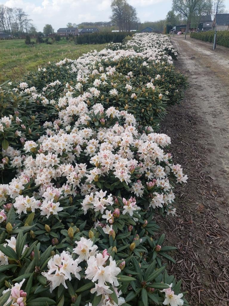 Rhododendron Cunningham White, localisation : Oisterwijk, Enlèvement ou Envoi, Rhododendron