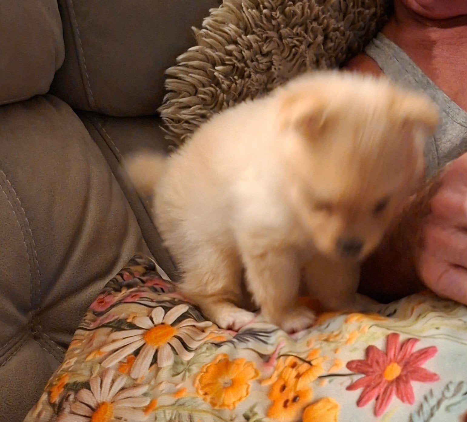 Klein keeshondjes kleinkees, Parvo, België, Particulier, Keeshond