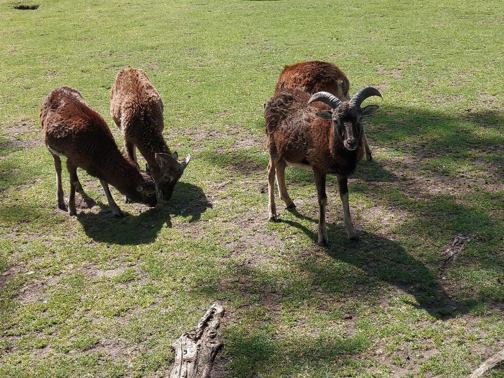 Moeflon, Dieren en Toebehoren, Vogels | Kanaries, Meerdere dieren