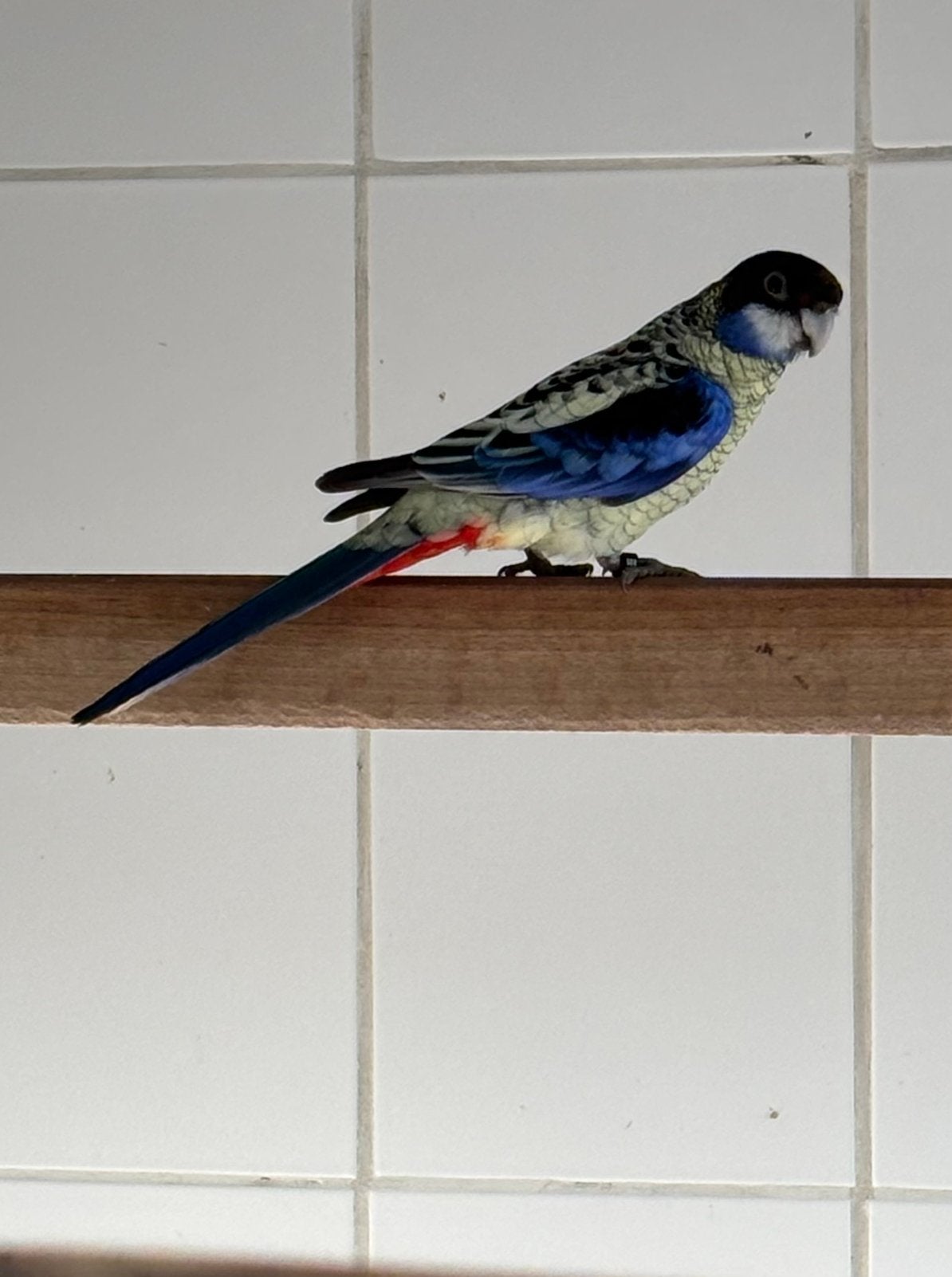 Brown Rosella, Mannelijk, Parkiet, Geringd